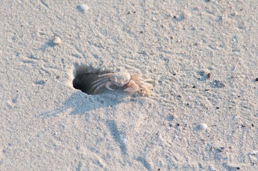 A Sand Crab on a gulf coast beach.