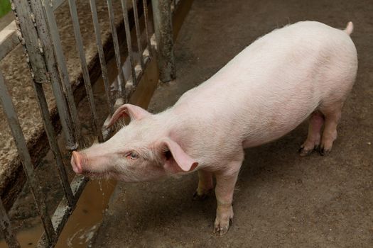 Young pig drinking water