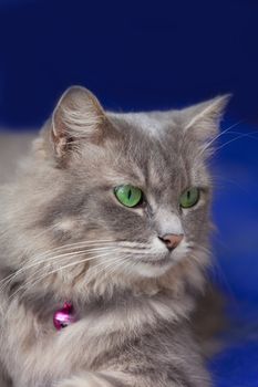 Gray fluffy cat with green eyes on a blue background