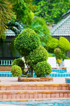 Beautifully cut tree near the pool in hotel in tropics