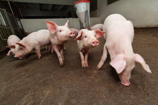 Pigs during feeding