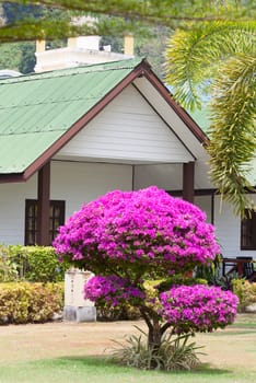 Bright blossoming tropical tree in hotel