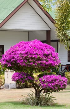 Bright blossoming tree in hotel in tropics