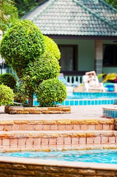 Beautiful tree near the pool in tropical hotel