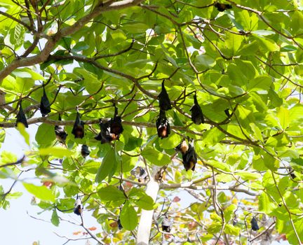 pack of flying foxes hangs on a tree, Thailand