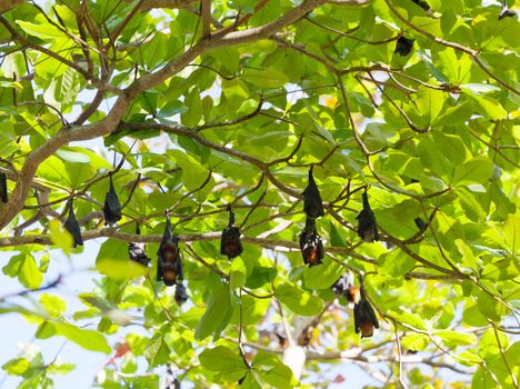 Flying foxes hang on tree branches, Thailand