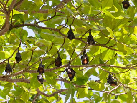 Many flying foxes hang on a tree, Thailand