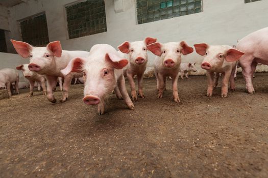Pigs during feeding