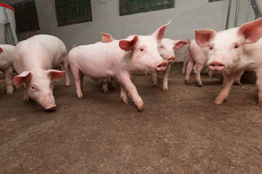 Pigs during feeding