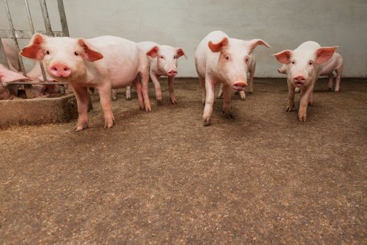 Pigs during feeding