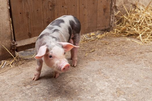 Young piglet, pietrain breed