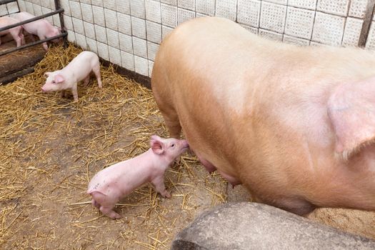 Sow pig with piglets in a pig farm