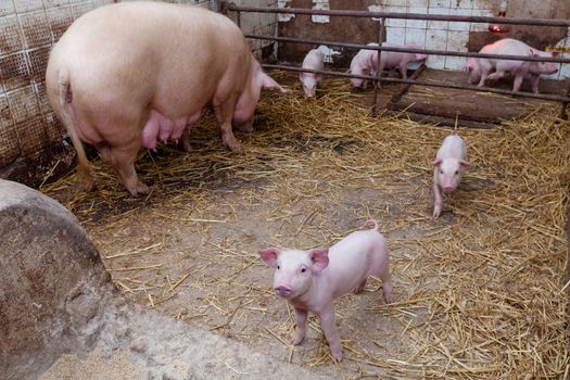 Sow pig with piglets in a pig farm