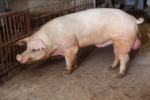 Old boar, landrace breed