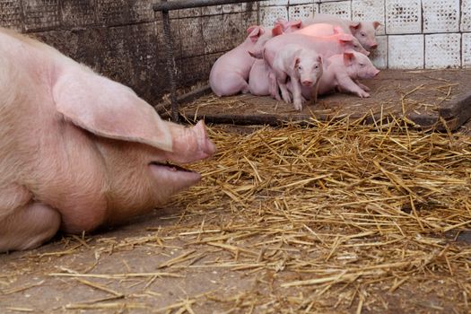 Sow pig with piglets in a pig farm