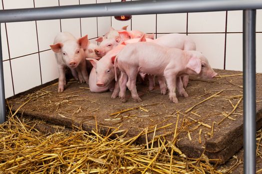 Young piglets warming under the infrared lamp