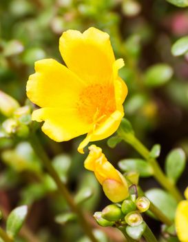 Close up of Yellow Portulaca flowers in the garden