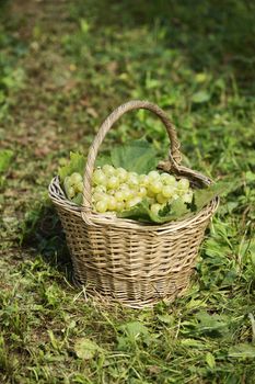 Basket of grapes on the lawn
