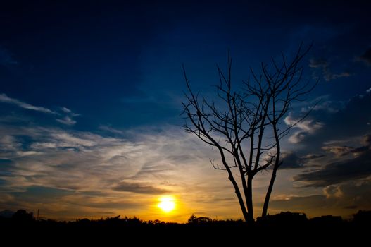 silhouette of  dead tree and sundown