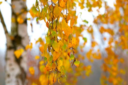 Branch with the turned yellow leaves of a birch in the fall time