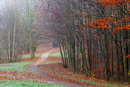 Pathway through the autumn forest