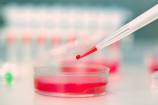 Pipette with drop of liquid and petri dishes
