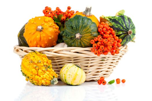 set of autumn pumpkins, isolated on the white background