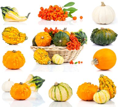 set of autumn pumpkins, isolated on the white background