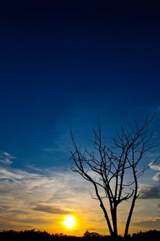 silhouette of  dead tree and sundown