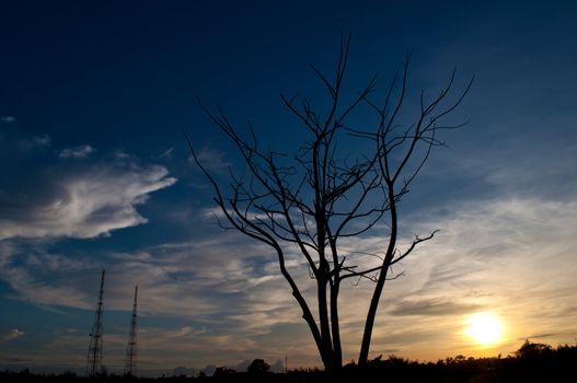 silhouette of  dead tree and sundown