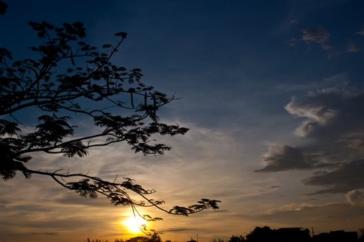 silhouette of tree and sundown