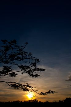 silhouette of tree and sundown