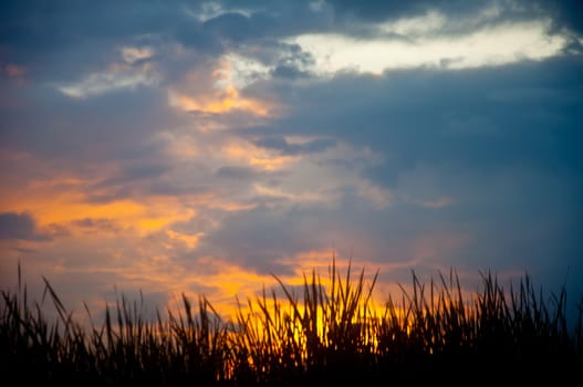 silhouette of grass and sunrise