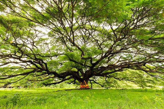 The Largest Monkey Pod Tree in Thailand