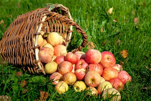 Fresh ripe red apples poured out of basket on a green grass