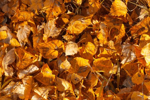 Background with yellow dry autumn leaves