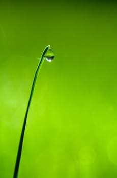 Macro view of blade of grass with a drop