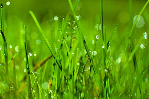 Closeup view of fresh green grass with drops in the morning.