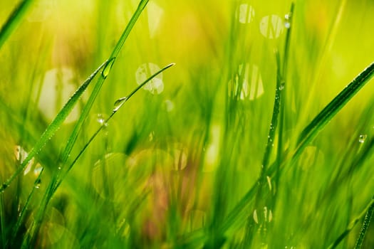 Closeup view of fresh green grass with drops in the morning.