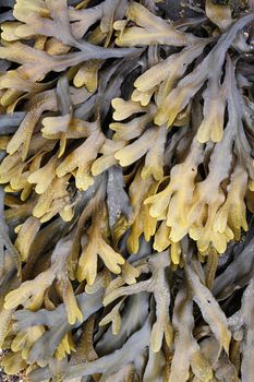 Icelandic kelp stranded on the coast. Background texture.