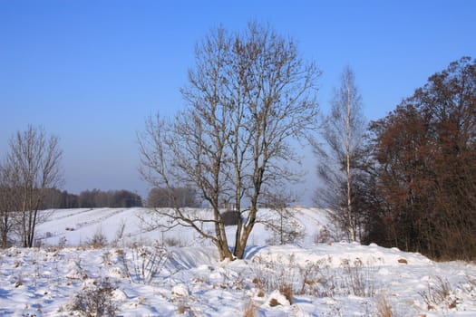 Winter in Poland. Snowy plains and forest trees. Upper Silesia region, Bytom area.