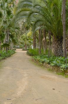 Path in Maria Luisa Park, Seville, Spain