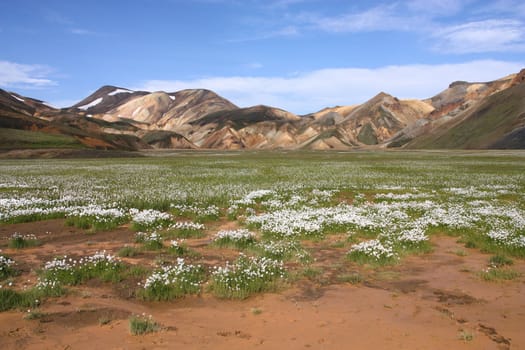 Iceland. Beautiful mountains and white cottongrass flowers. Famous volcanic area with rhyolite rocks - Landmannalaugar.