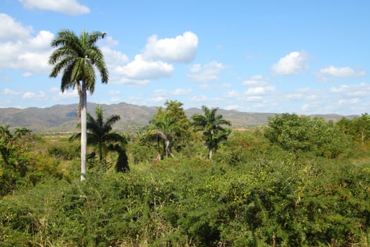 Cuba - Valle de Los Ingenios, UNESCO World Heritage Site. Jungle and palm tree.