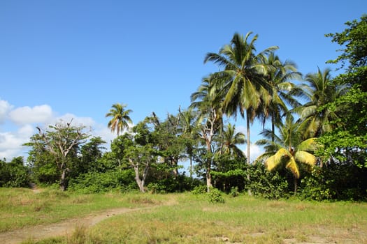 Baracoa, Cuba - coco palm trees, natural landscape