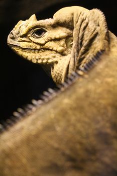 picture of a beautiful iguana