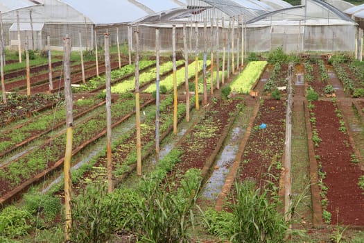 Baracoa, Cuba - vegetable fields and greenhouses, Cuban farming and agriculture