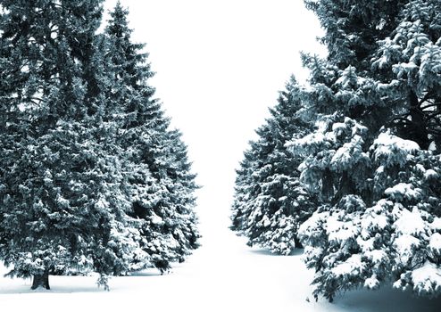 trees with snow, blue toned, focus point on nearest branches
