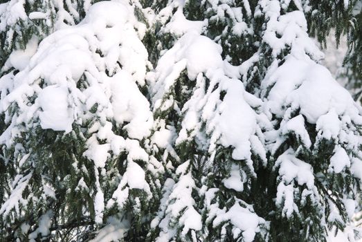 winter background (a lot of snow on trees) 