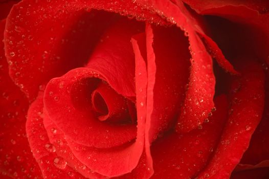 flower in macro(focus point on the center of the rose)